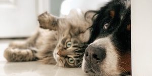 Making-Pets-Comfortable-in-Your-New-Home